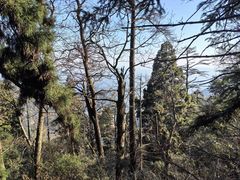 -天目山大树王景区