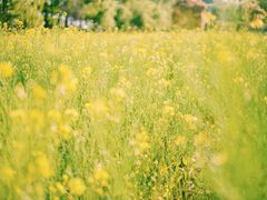 -前小桔亲子创意农场·草莓采摘·露营烧烤