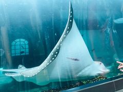 -悉尼海洋生物水族馆