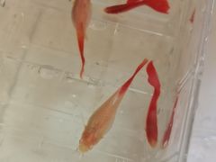 -双季花艺园艺市场(浦东店)