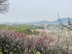 -香雪海