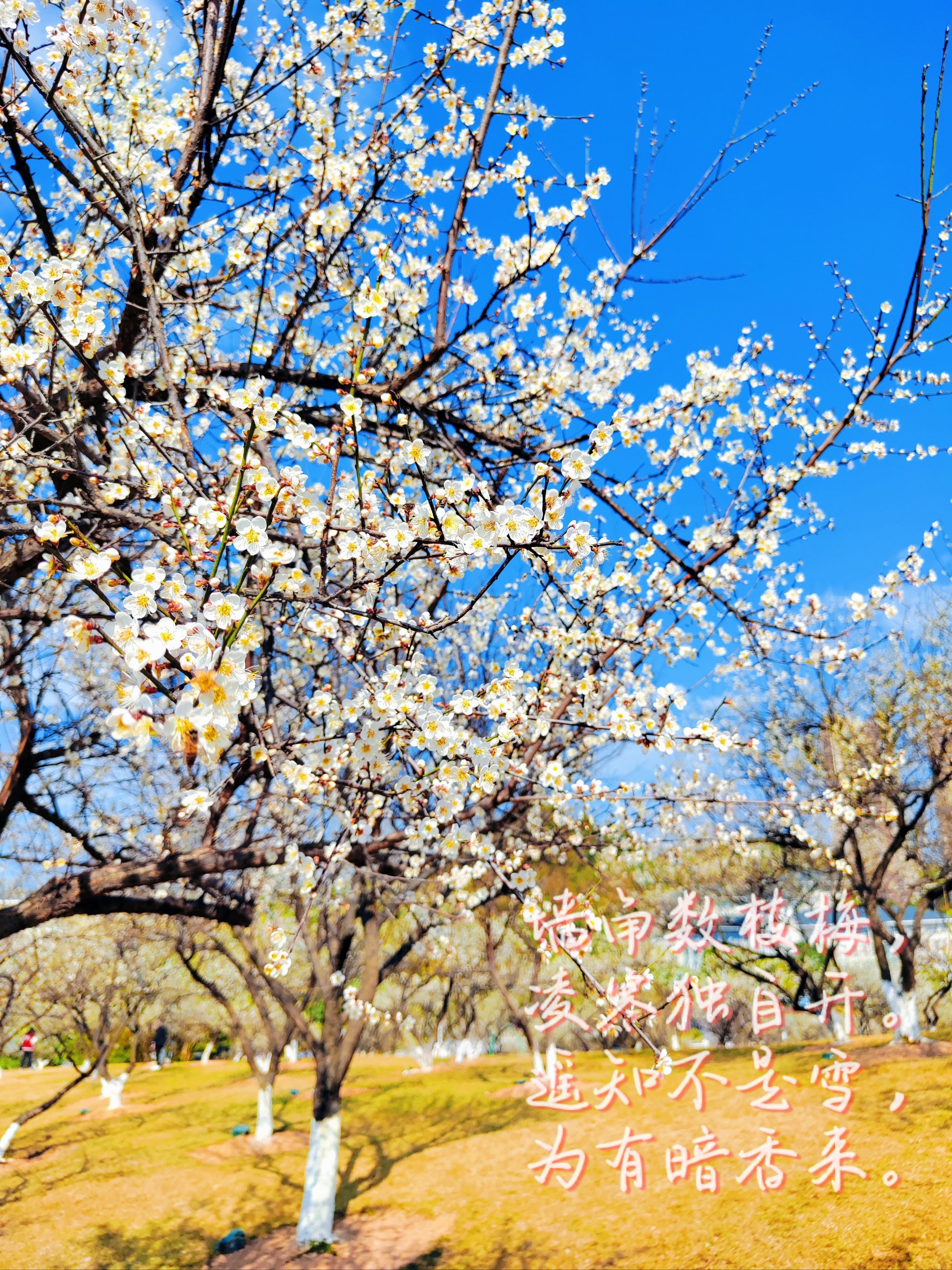 广州黄埔香雪公园介绍图片