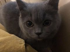 -Bastet sally猫舍购宠(静安店)