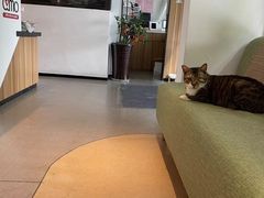-御宝贝·A梦猫科宠物医院(国际猫友好医院)
