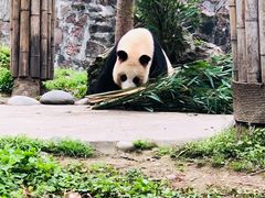 -都江堰中华大熊猫苑
