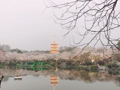 -武汉大学-樱园