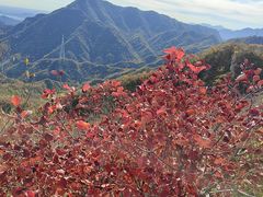 -大岭沟猕猴桃谷风景区