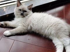 -欣宠猫屋·矮脚拿破仑·蓝金金渐层