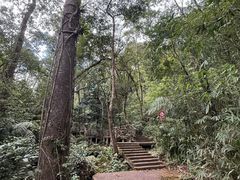 -海南热带雨林国家公园吊罗山景区