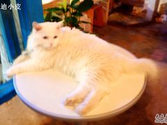 -Babycat私家御饼屋(龙头路一店)