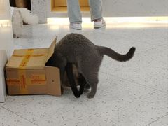 -喵园·猫主题咖啡厅·撸猫·猫咖(国贸店)