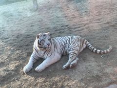 -北京野生动物园