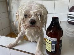 -猫狗日记·自助洗护·宠物寄养·售卖