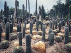 -深圳仙湖植物园