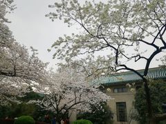 -武汉大学-樱园