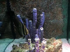 -暹罗海洋世界