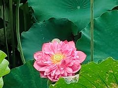 -荔湾湖公园