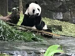 -都江堰中华大熊猫苑