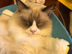 -李小姐の猫咖啡馆(五角场店)