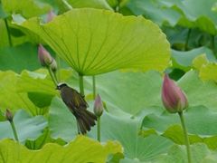 -新江湾城公园