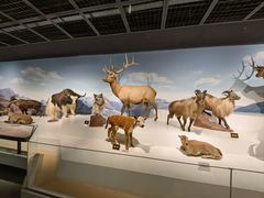 -陕西自然博物馆