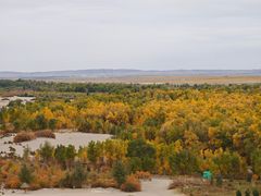 -金塔沙漠胡杨林景区