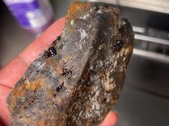 -志强陨石馆(双季花艺店)