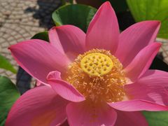 -莲花池公园