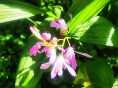 -国家植物园南园