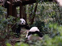 -成都大熊猫繁育研究基地