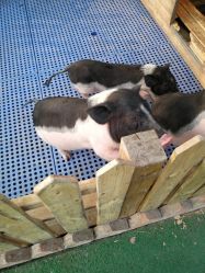 -萌宠亲子动物乐园(槐房万达店)