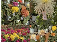 -上海共青森林公园