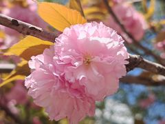 -高东镇樱花园