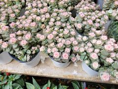 -桂林市花鸟市场