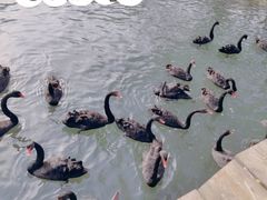 -长白岛森林公园