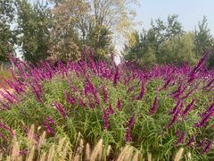 -汉长安城未央宫国家考古遗址公园