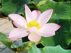 -莲花池公园