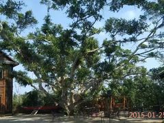 -东寨港红树林旅游区