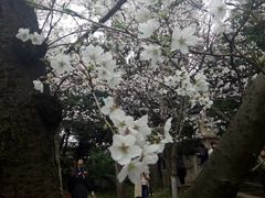 -武汉大学-樱园