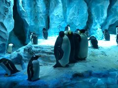 -帝企鹅自助餐厅•儿童岛•真企鹅(长隆企鹅酒店)