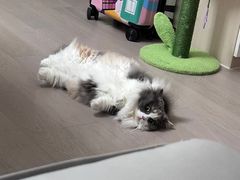-老吴的猫·猫舍(新区店)