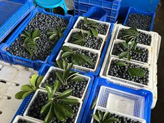 -城南综合水果批发市场(花园路店)