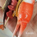 🐰兔年第一份礼物居然是这个？处处盲盒，处处惊喜！大爱了❤