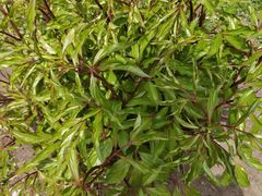 -黑龙江省森林植物园