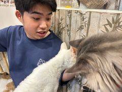 -楼上猫咖(罗湖店)