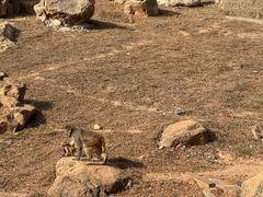 -石家庄市动物园