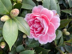 -龙大花卉苗木市场