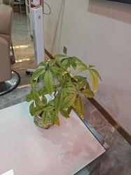 -碧莲盛·不剃发植发