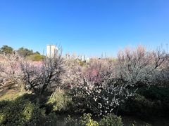 -南京古林公园