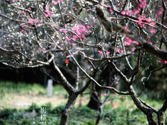 -梅花山(明孝陵内)
